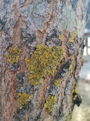 Lecanoromycetidae