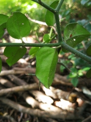 Carissa bispinosa