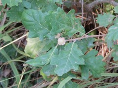 Andricus quercustozae