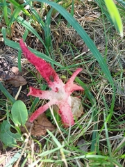 Clathrus archeri