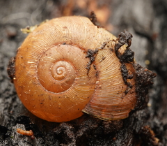 Austrorhytida glaciamans