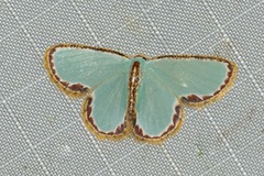 Comostola turgescens