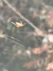 Uloborus