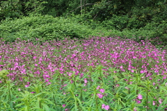 Silene dioica