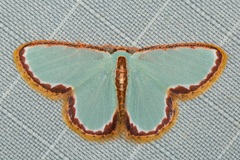 Comostola turgescens