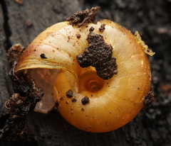 Austrorhytida glaciamans