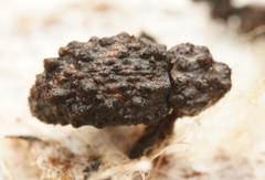 Roptoperus