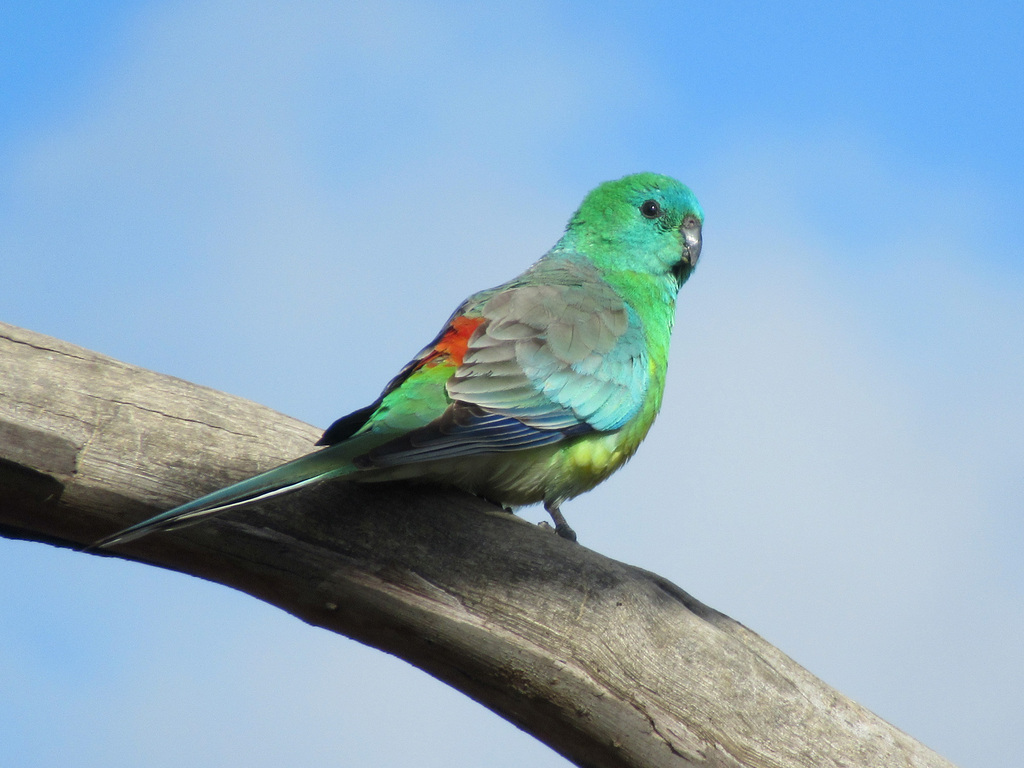 Red-Rumped Parrot