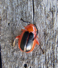 Disonycha discoidea