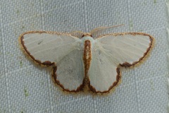 Comostola turgescens