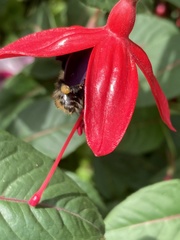 Bombus pascuorum