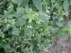 Impatiens parviflora