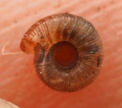 Scelidoropa