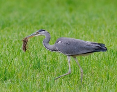 Arvicola italicus
