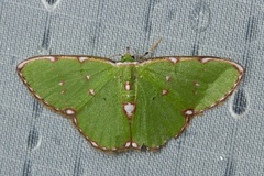 Chlorochromodes dialitha