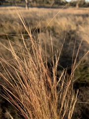 Aristida contorta