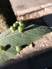 Pachypsylla