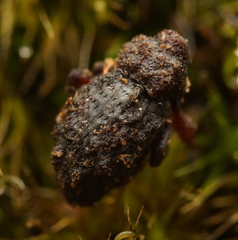 Roptoperus