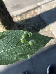 Pachypsylla