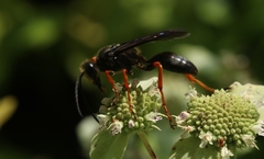 Sphex nudus