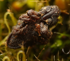 Roptoperus