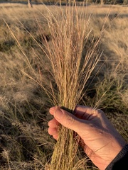 Aristida contorta