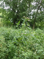 Impatiens glandulifera