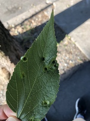Pachypsylla