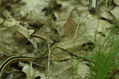 Thamnophis saurita saurita