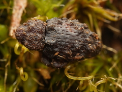 Roptoperus