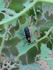 Atomacera decepta