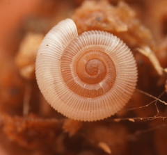 Minutiropa inexpectata