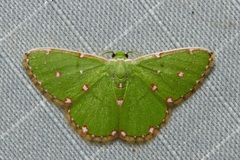 Chlorochromodes dialitha