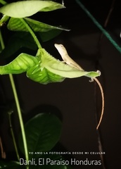 Anolis limifrons