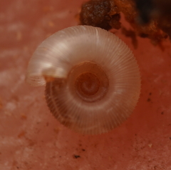 Minutiropa inexpectata