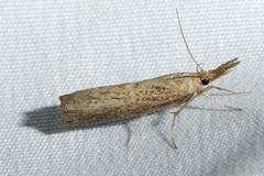 Neodactria
