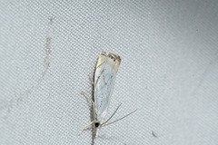 Crambus albellus