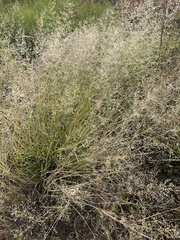 Eragrostis leptostachya