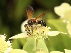 Tachytes guatemalensis
