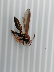 Polistes instabilis