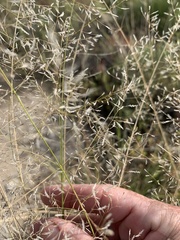 Eragrostis leptostachya