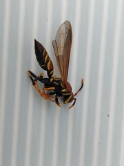 Polistes instabilis