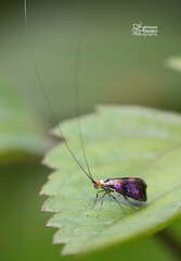 Nemophora ahenea