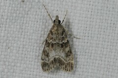 Eudonia mercurella