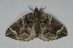Eulithis prunata