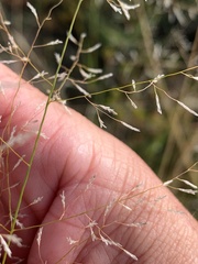 Eragrostis leptostachya