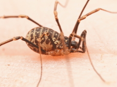 Ballarra