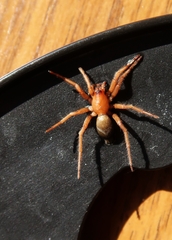 Araneomorphae