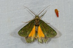 Dindica polyphaenaria