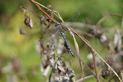 Aeshna mixta